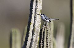 Tropical Gnatcatcher